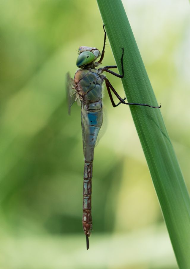 Anax imperator? no, A. parthenope